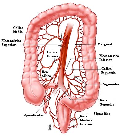 Qual o Gabarito (IV) – Clínica Cirúrgica - Página 2 Anatomia-Arterial