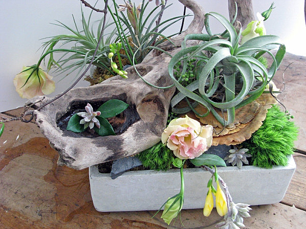 Autres plantes chez Cloo Pots-design-plantes-grasses