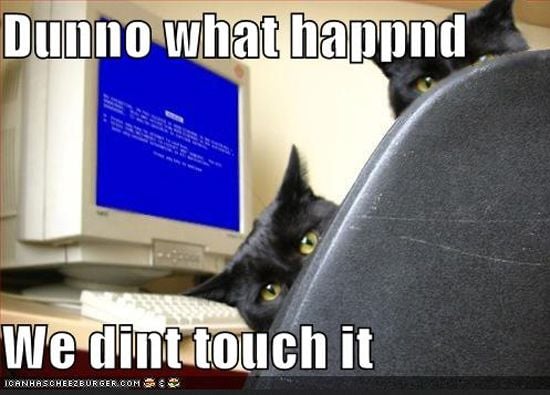 Some down time Funny-cat-computer-6