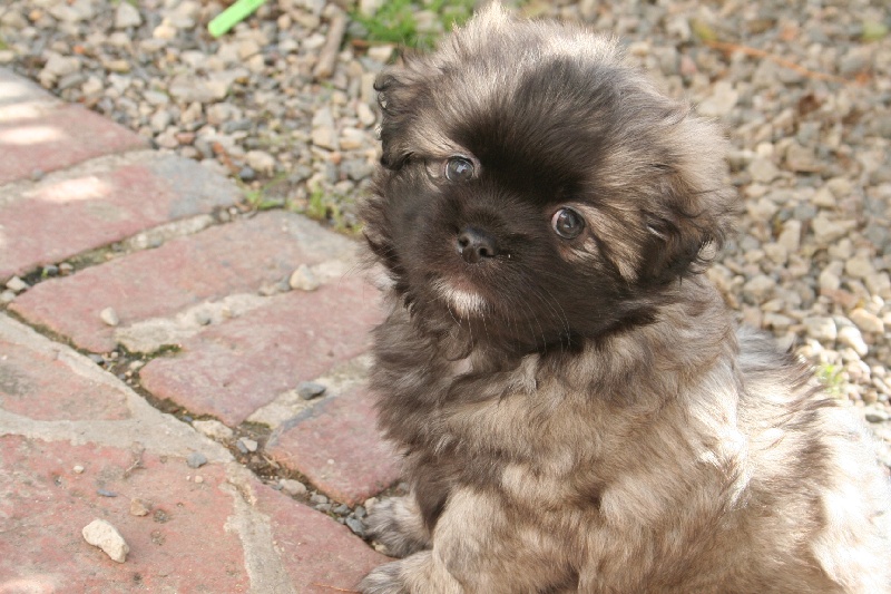 Accueillir un chiot après une gastro à la maison Ec6c1479-0de9-1904-a109-57afb07dad59