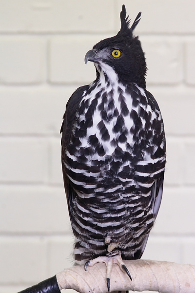 เหยี่ยวดำท้องขาว Blyth’s Hawk Eagle   BlythsHawk-eagle