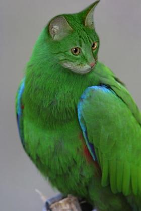 صور اغرب حيوانات ممكن تشوفها Catbird