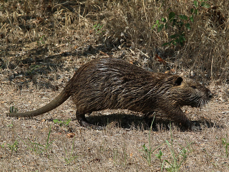 Birds and wildlife where you live  Znutria06