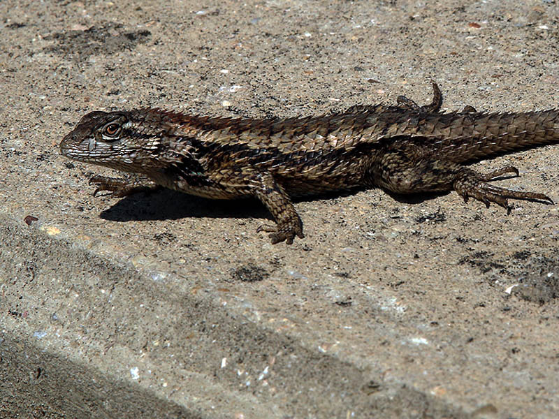 Birds and wildlife where you live  Ztexasspinylizard01