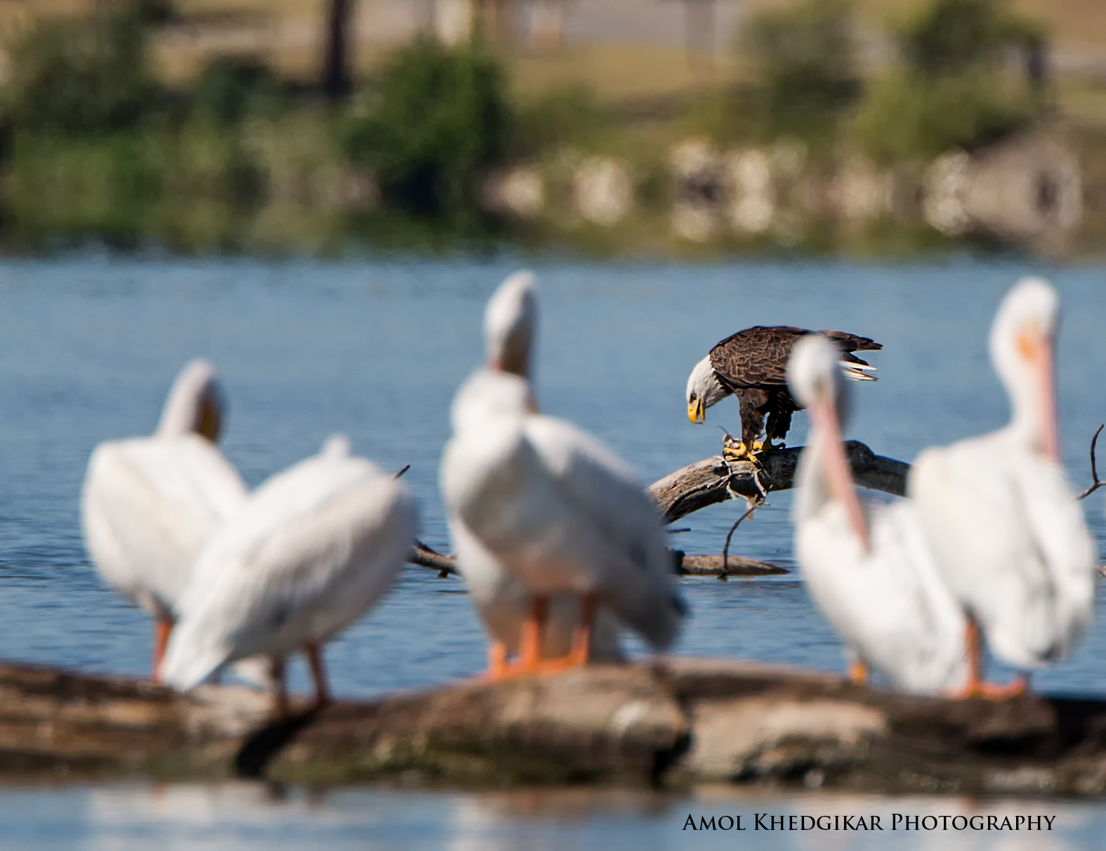 Birds and wildlife where you live  WRL-Eagle-Perch-large-crop