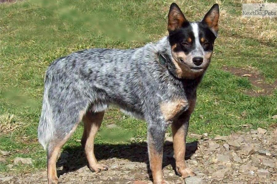 Leo, Of Sonic's pack Australian-cattle-dog-blue-heeler-puppy-picture-eac7b832-9c89-4f27-baae-9089daf171a0