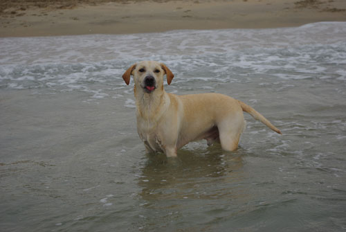 Résultat du concours photos "Les grimaces de nos chiens"... IMGP4803