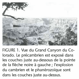 La Genèse et la colonne géologique - Ariel A. Roth (doctorat de l'université du Michigan)  15_1_roth_f_g1