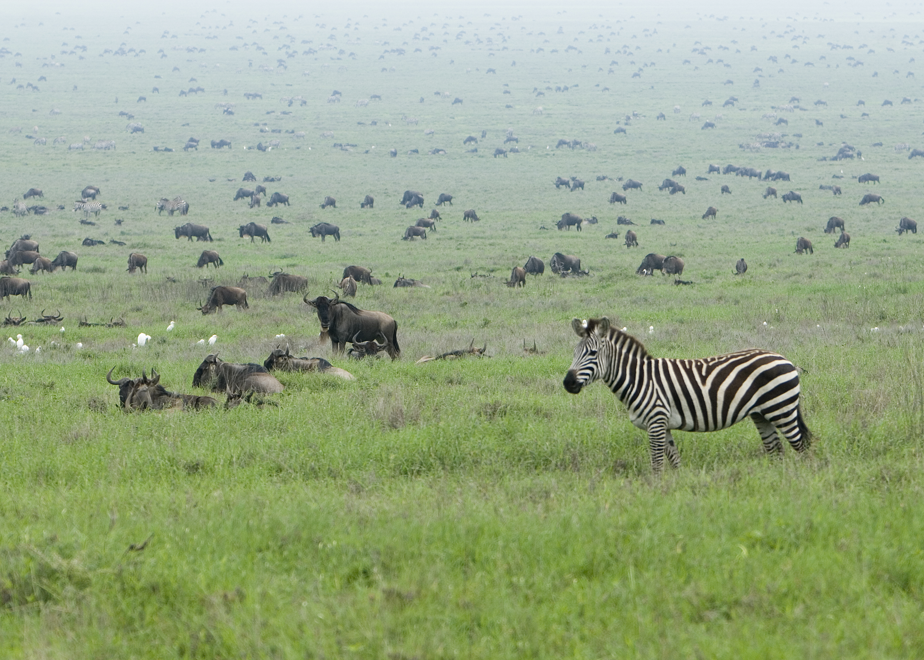 Серенгети Zebra_in_the_Serengeti_Wildebeest_Migration