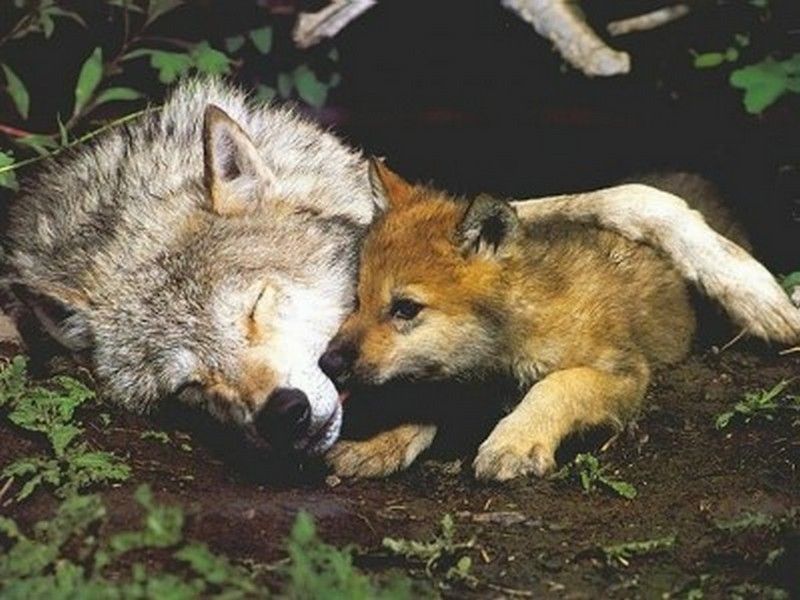 animaux - Les animaux du monde (un peu de tout avec textes et photos???) 38914bba