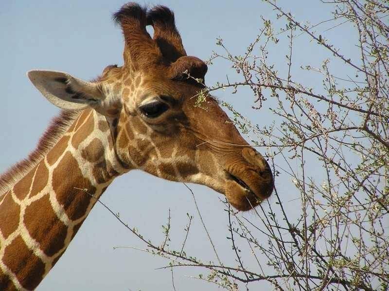 animaux - Les animaux du monde (un peu de tout avec textes et photos???) 47af2cec