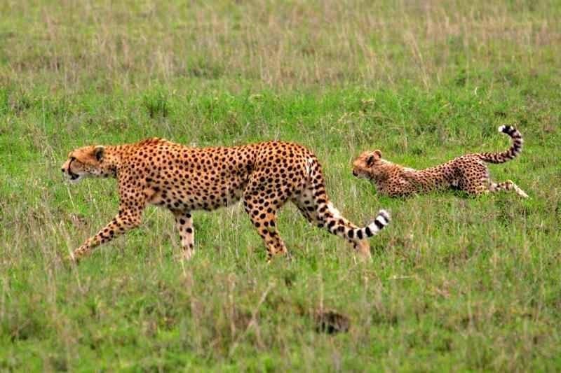 animaux - Les animaux du monde (un peu de tout avec textes et photos???) 7344d672