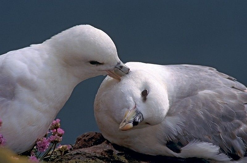 animaux - Les animaux du monde (un peu de tout avec textes et photos???) 89b05b8c