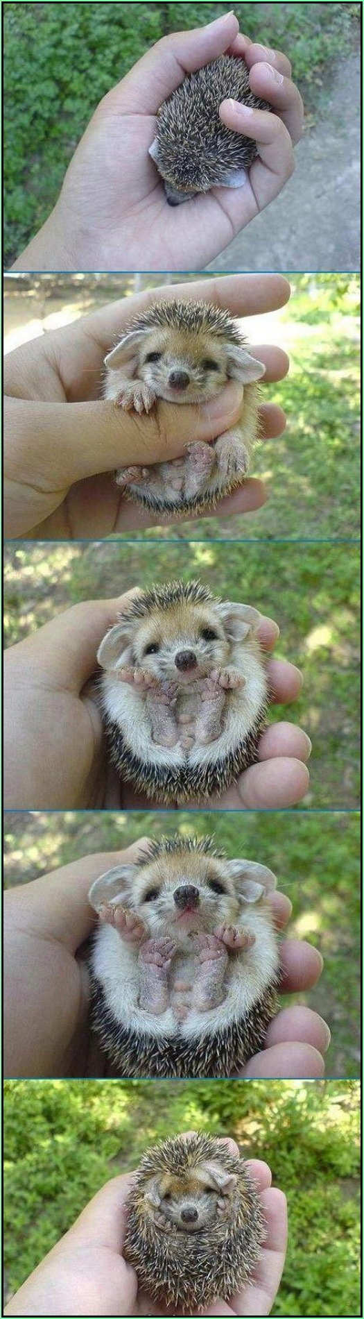 Nos petits hérissons Baby_hedgehogs