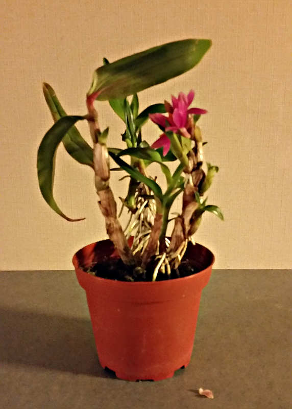 Orchideen-Neuzugang - Seite 24 20161023_184646