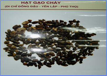 BÀI 10: NHỮNG CHUYỂN BIẾN TRONG ĐỜI SỐNG KINH TẾ Hat_gao_chay