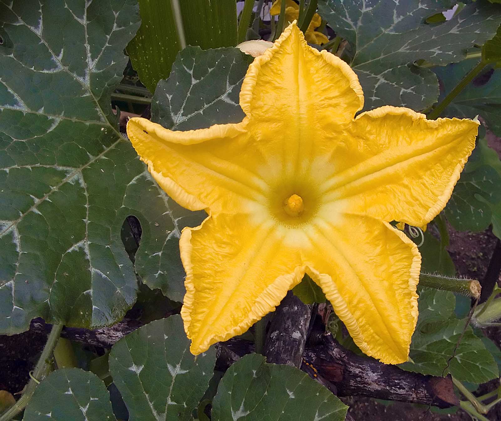 Palabra y Imagen - Página 31 Flores-calabaza-embarazo