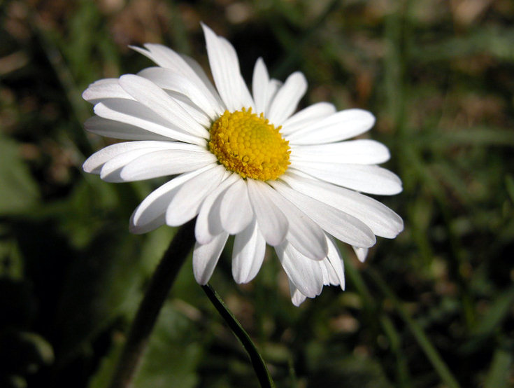 BUSQUEMOS HERMOSAS FLORES - Página 6 Margherita_g