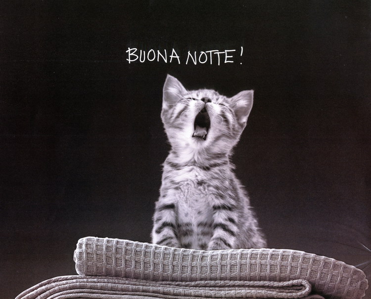 BUENAS NOCHES... Gattino%20notte