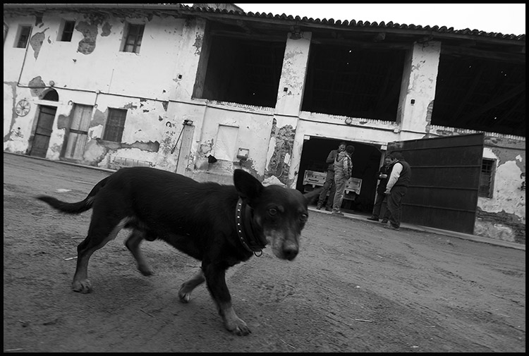 Fotografare da cani. Cane01