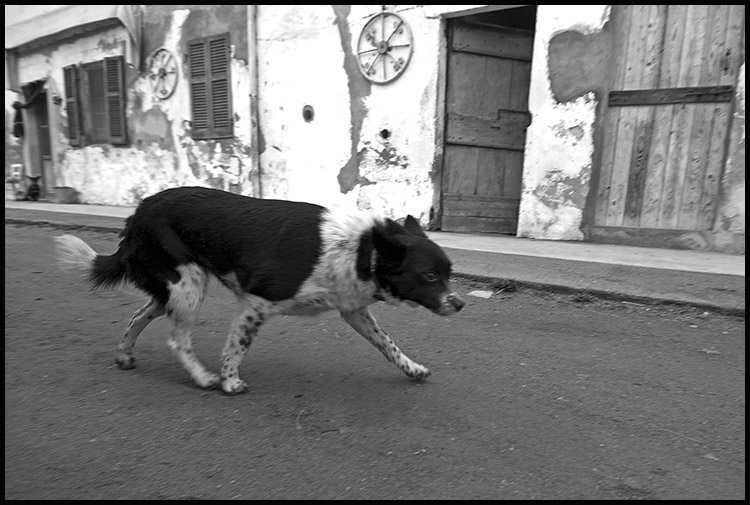 Fotografare da cani. Cane02