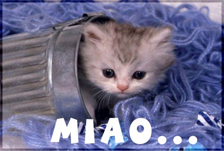 SALVE GENTE, BAU! Miao