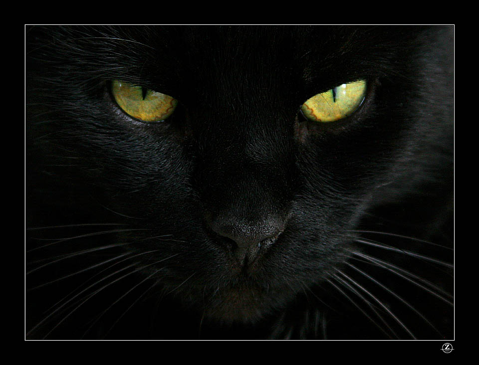 IL Gatto...... Gatto_nero