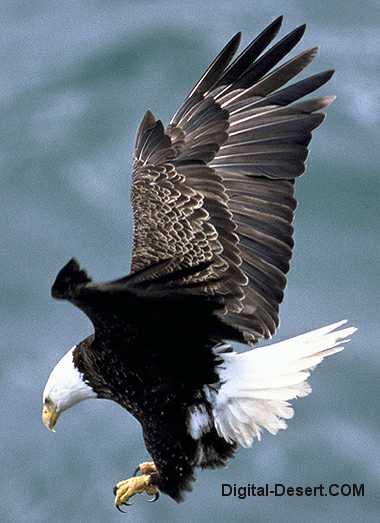 Zens Bio 380-bald-eagle