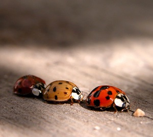 Makro fotografija - Page 2 Macro-ladybirds-2