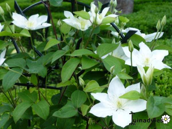 Clematis 'So many white flowers' !!! 1372197317c