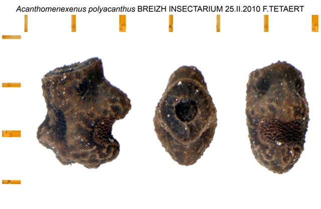 oeufs - Oeufs : Acanthomenexenus polyacanthus (P.S.G n°295) Oeuf_295