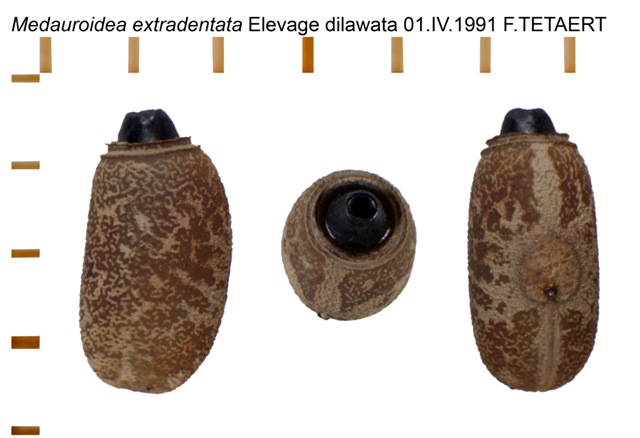 Œufs : Medauroidea extradentata (P.S.G n°5) Oeuf_5