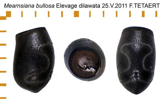 Œufs : Mearnsiana bullosa (P.S.G n°338) Oeuf_Mearnsiana_bullosa