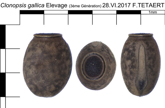 phasmes - Œufs de phasmes Oeuf_Clonopsis_gallica_45_62