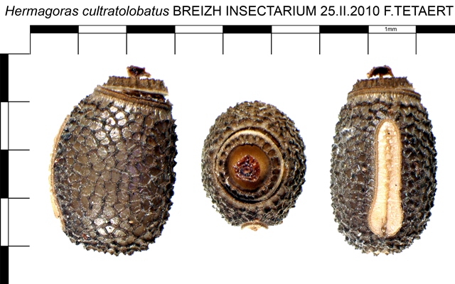 Oeufs de phasmes par dilawata Oeuf_Hermagoras_cultratolobatus_181_128