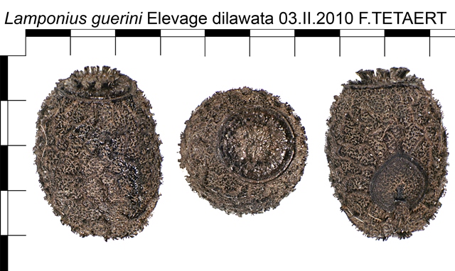 Oeufs de phasmes par dilawata Oeuf_Lamponius_guerini_101_72