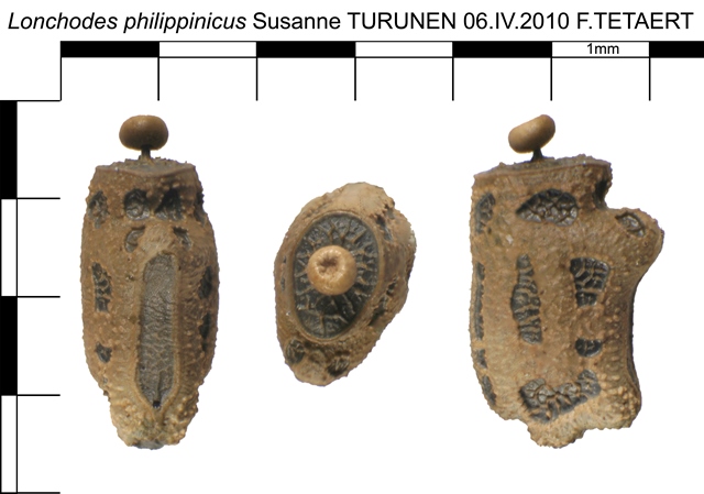 phasmes - Œufs de phasmes Oeuf_Lonchodes_philippinicus_282_36