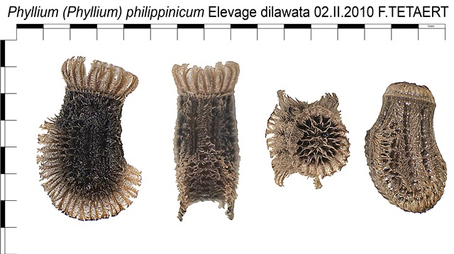 phasmes - Œufs de phasmes Oeuf_Phyllium_philippinicum_278_198