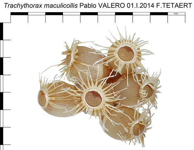 phasmes - Œufs de phasmes Oeuf_Trachythorax_maculicollis_grappe_160_289