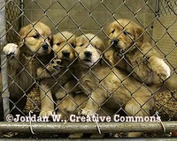 Protection animale...TOUTES LES PETITIONS ! - Page 10 Puppies