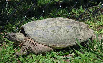 Arrêtez Snapperfest 2012  (Loisir touture de tortues) 2866780.large