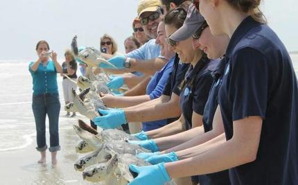 52 Sea Turtles Converge on Florida Sand and Swim Free  3017272.large