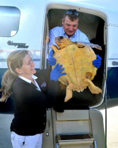 52 Sea Turtles Converge on Florida Sand and Swim Free  Plane-240x300