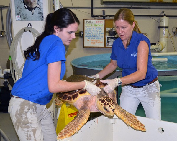 52 Sea Turtles Converge on Florida Sand and Swim Free  Prep-for-release-e1369073640386