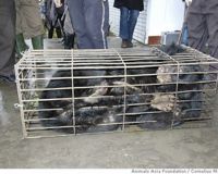 STOP aux fermes de bile d'ours 609482-1228114837-main