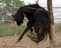 Stop abattage cruauté des chevaux en roumanie 124862-1360572280-main