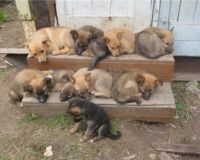Stop au massacre des chiens sans abri d'arménie. 720077-1238491034-main