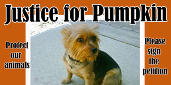 Justice pour Pumpkin, yorkshire euthanasié! 229736-1465067337-wide