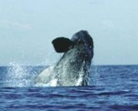 Contre le retour de la chasse commerciale aux Baleines 228323-1211464852-main