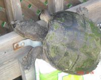 Ne vendons plus de tortues red eared 602341-1218398155-main